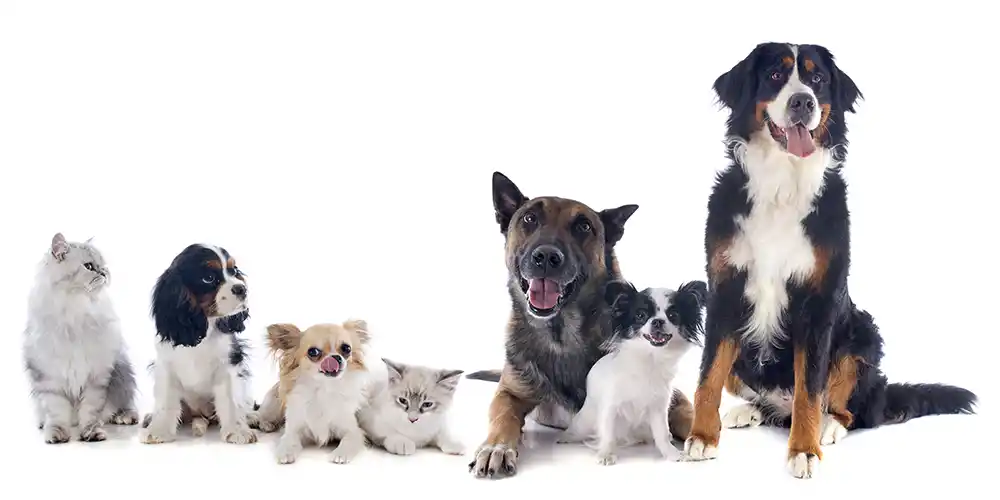 dogs-cats