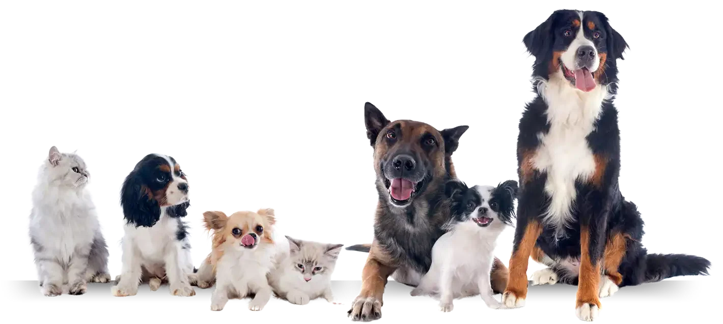Animally Family