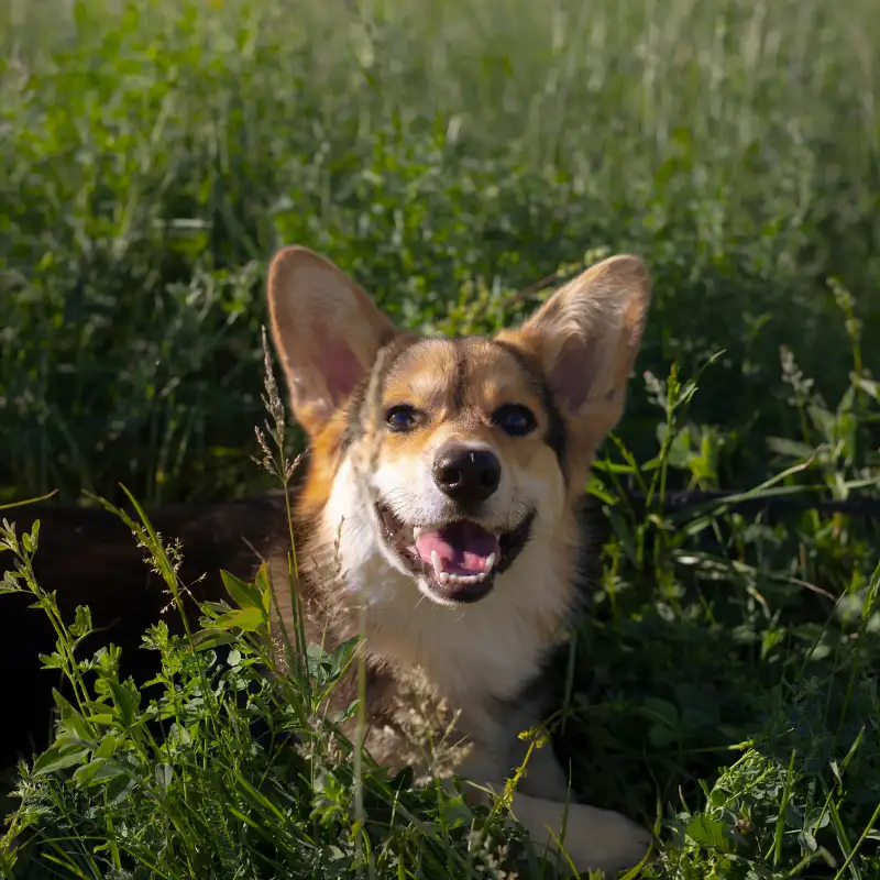 Qué hacer ante alergias (1) Problemas de piel en perros y gatos