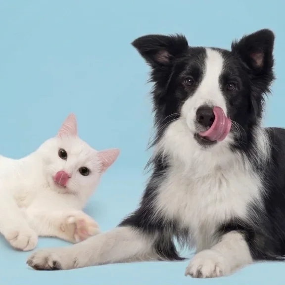 Frutas para perros y gatos_1.1 Cómo acostumbrar a un perro al coche (2)